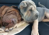 Coco, a female Chinese Shar-Pei for sale in Meridian, MS – 3 of 3