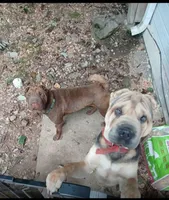 Grumpy, a male Chinese Shar-Pei for sale in Meridian, MS – 2 of 3