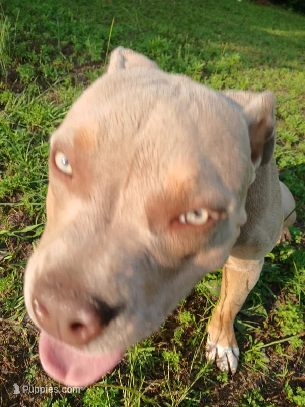 Nila – American Bully puppy for sale in Meridian, MS
