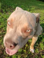 Nila, a female American Bully for sale in Meridian, MS – 1 of 4