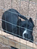 Leila, a female Perro de Presa Canario for sale in Pinson, AL – Photo 3 of 5