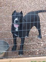 Leila, a female Perro de Presa Canario for sale in Pinson, AL – Photo 2 of 5