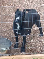 Leila, a female Perro de Presa Canario for sale in Pinson, AL – Photo 4 of 5