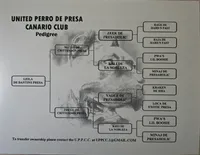 Leila, a female Perro de Presa Canario for sale in Pinson, AL – Photo 5 of 5