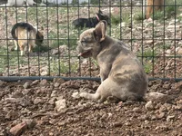 Merle male, a male French Bulldog for sale in Alpine, TX – 4 of 4