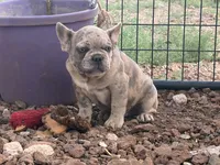 Merle male, a male French Bulldog for sale in Alpine, TX – 2 of 4