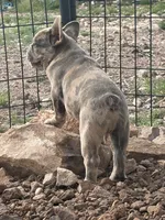 Merle male, a male French Bulldog for sale in Alpine, TX – 3 of 4
