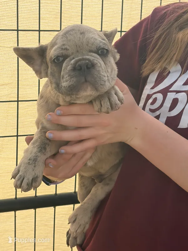 Merle male – French Bulldog puppy for sale in Alpine, TX