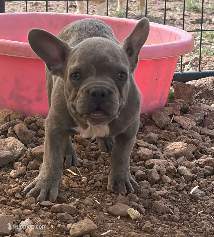 Brindle female  – French Bulldog puppy for sale in Alpine, TX