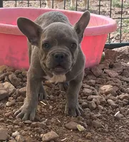 Brindle female , a female French Bulldog for sale in Alpine, TX – 1 of 4