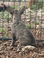 Brindle female , a female French Bulldog for sale in Alpine, TX – 2 of 4