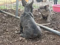 Brindle female , a female French Bulldog for sale in Alpine, TX – 4 of 4