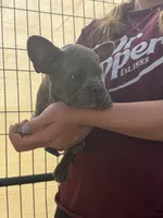 Brindle female , a female French Bulldog for sale in Alpine, TX – 3 of 4