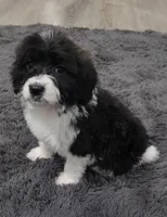 processed/d5e384c8-4009-4678-9fef-9ba757f9a108/listing/8ed255bd-fd89-4795-a878-a58598bc21f5/0f12ed98-0dd0-4e96-92e6-0c2208a5db09