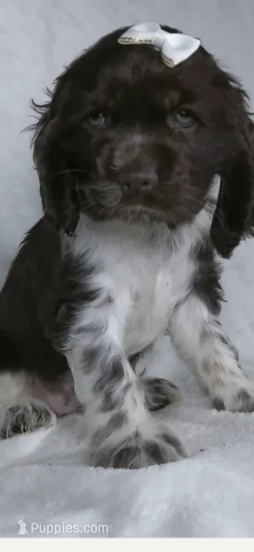 Paisley  – Cocker Spaniel puppy for sale in Letart, WV