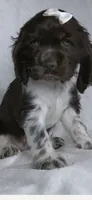 Paisley , a female Cocker Spaniel for sale in Letart, WV – 1 of 1