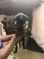 Stitch , a male American Pit Bull Terrier for sale in Cincinnati, OH – 2 of 3