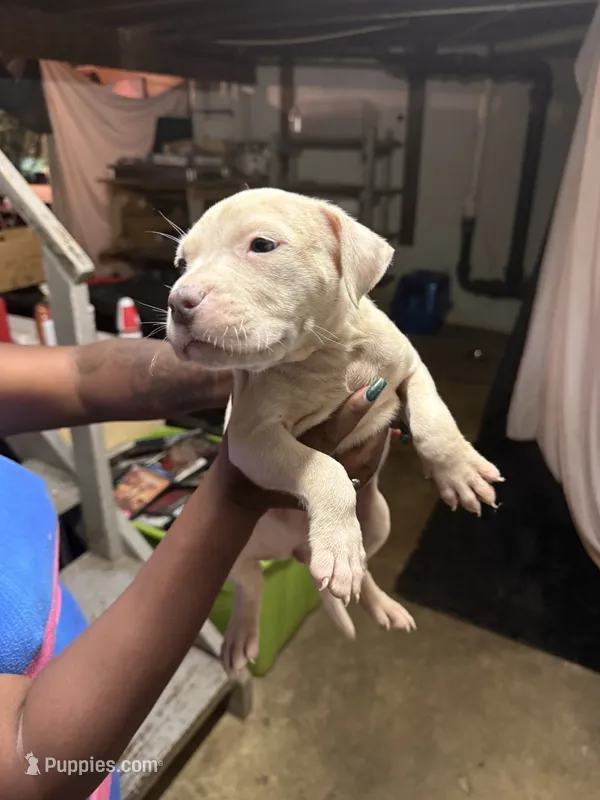 Ghost  – American Pit Bull Terrier puppy for sale in Cincinnati, OH
