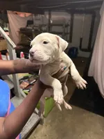 Ghost , a female American Pit Bull Terrier for sale in Cincinnati, OH – 1 of 2