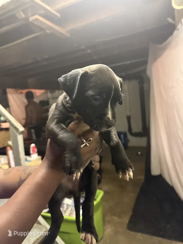 Stitch  – American Pit Bull Terrier puppy for sale in Cincinnati, OH