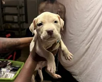 Ghost , a female American Pit Bull Terrier for sale in Cincinnati, OH – 2 of 2