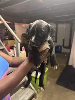 Stitch , a male American Pit Bull Terrier for sale in Cincinnati, OH – 3 of 3