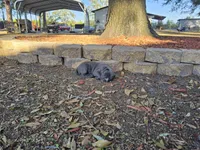 Bluenose staffordshire , a female American Staffordshire Terrier for sale in O Brien, FL – Photo 5 of 5