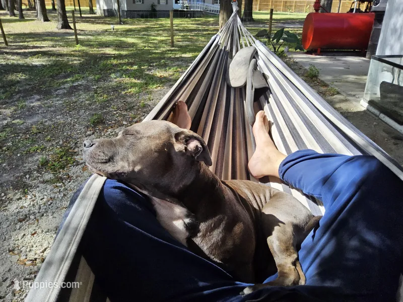 Bluenose staffordshire  – American Staffordshire Terrier puppy for sale in O Brien, FL