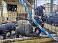 Bluenose staffordshire , a female American Staffordshire Terrier for sale in O Brien, FL – Photo 3 of 5