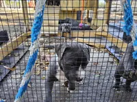 Bluenose staffordshire , a female American Staffordshire Terrier for sale in O Brien, FL – Photo 2 of 5