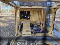 Bluenose staffordshire , a female American Staffordshire Terrier for sale in O Brien, FL – Photo 4 of 5