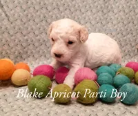 Blake blue eyes, a male Poodle - Miniature  for sale in Belleview, FL – 2 of 4