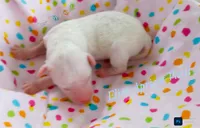 Eliot , a male Poodle - Miniature  for sale in Belleview, FL – 2 of 2