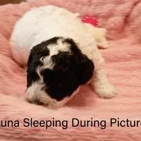 Luna, a female Poodle - Toy  for sale in Belleview, FL – Photo 7 of 9