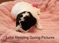 Luna, a female Poodle - Miniature  for sale in Belleview, FL – Photo 4 of 8