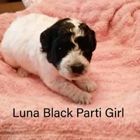 Luna, a female Poodle - Toy  for sale in Belleview, FL – Photo 6 of 9