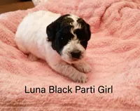 Luna, a female Poodle - Miniature  for sale in Belleview, FL – Photo 3 of 8
