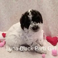 Luna, a female Poodle - Toy  for sale in Belleview, FL – Photo 4 of 9