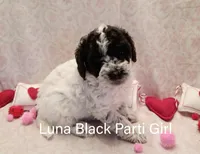 Luna, a female Poodle - Miniature  for sale in Belleview, FL – Photo 1 of 8