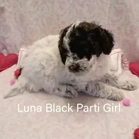 Luna, a female Poodle - Toy  for sale in Belleview, FL – Photo 5 of 9