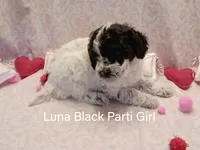 Luna, a female Poodle - Miniature  for sale in Belleview, FL – Photo 2 of 8