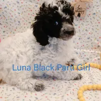 Luna, a female Poodle - Toy  for sale in Belleview, FL – Photo 3 of 9