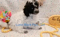 Luna, a female Poodle - Toy  and Poodle - Miniature  for sale in Belleview, FL – Photo 2 of 10