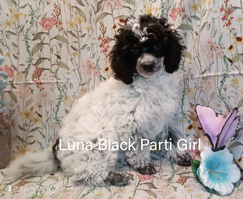 Luna – Poodle - Toy  puppy for sale in Belleview, FL