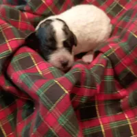 Luna, a female Poodle - Toy  for sale in Belleview, FL – Photo 8 of 9