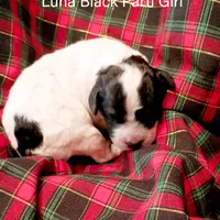 Luna, a female Poodle - Toy  for sale in Belleview, FL – Photo 9 of 9