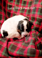 Luna, a female Poodle - Miniature  for sale in Belleview, FL – Photo 8 of 8