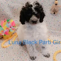 Luna, a female Poodle - Toy  for sale in Belleview, FL – Photo 2 of 9