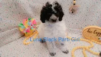 Luna, a female Poodle - Toy  and Poodle - Miniature  for sale in Belleview, FL – Photo 1 of 10