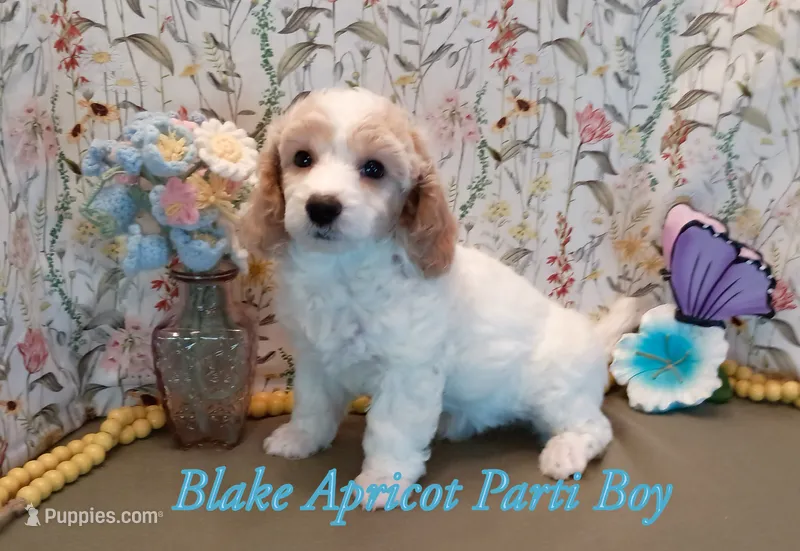 Blake blue eyes – Poodle - Miniature  puppy for sale in Belleview, FL